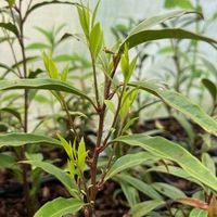 Sarcococca hookeriana (humilis) var. dignya